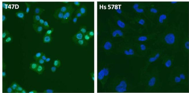 Estrogen Receptor alpha Antibody in Immunocytochemistry (ICC/IF)