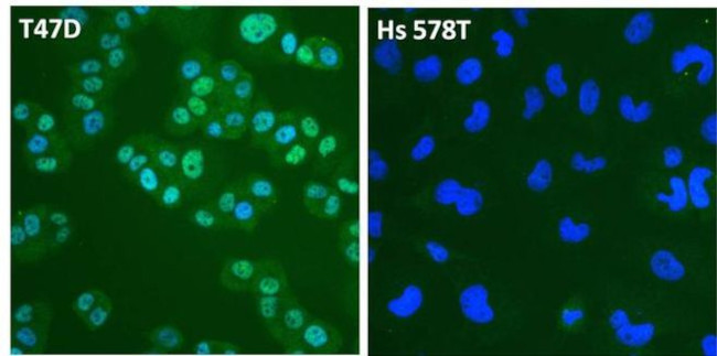 Estrogen Receptor alpha Antibody in Immunocytochemistry (ICC/IF)