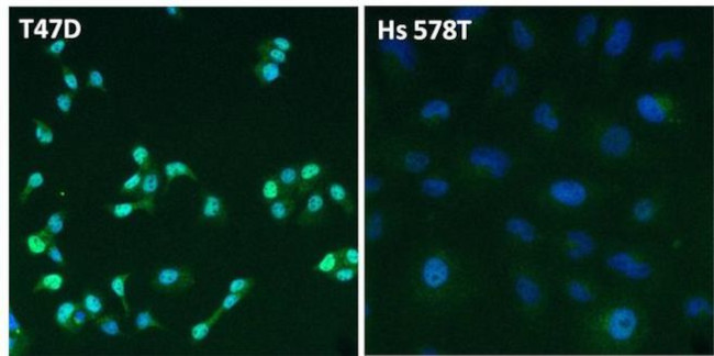 Estrogen Receptor alpha Antibody in Immunocytochemistry (ICC/IF)