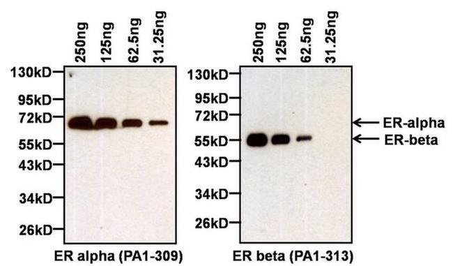 Estrogen Receptor alpha Antibody in Western Blot (WB)