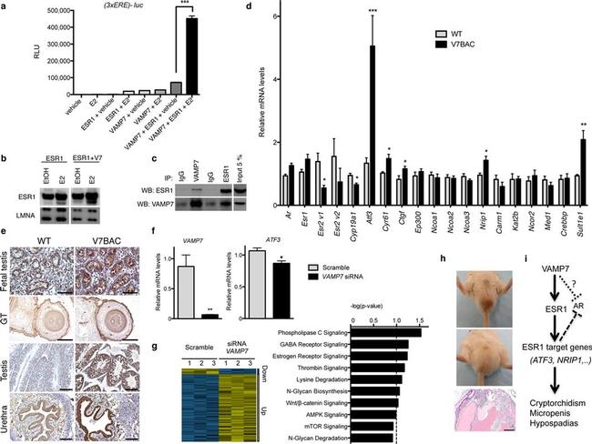 Estrogen Receptor alpha Antibody in Immunoprecipitation (IP)