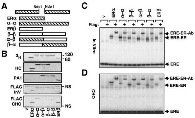 Estrogen Receptor beta Antibody in Gel Shift (GS)