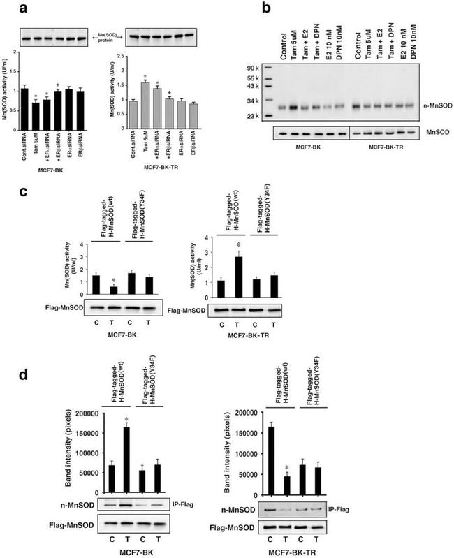 Estrogen Receptor beta Antibody in Western Blot (WB)