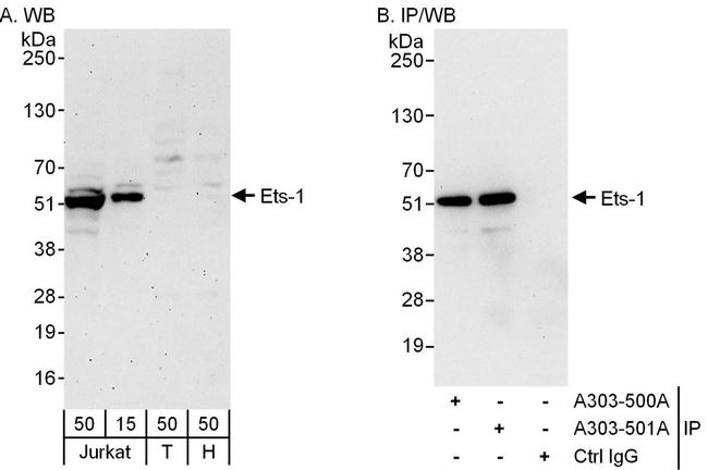 Ets-1 Antibody in Western Blot (WB)