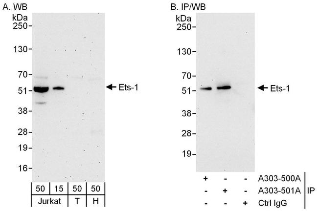 Ets-1 Antibody in Western Blot (WB)