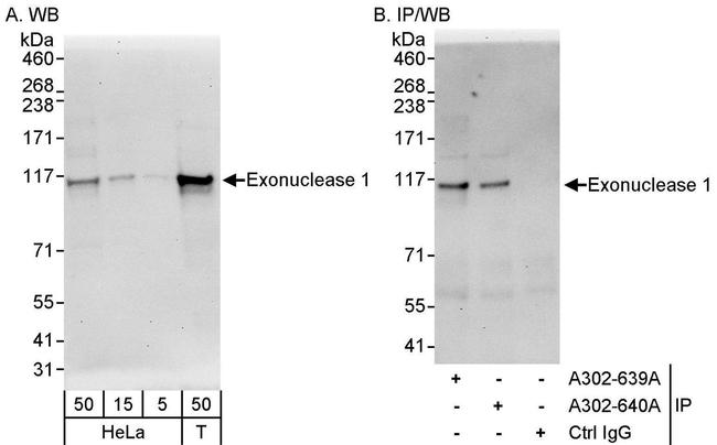Exonuclease 1 Antibody in Western Blot (WB)