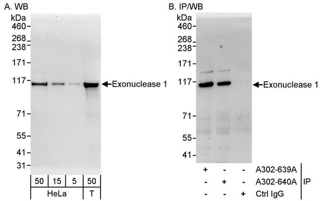 Exonuclease 1 Antibody in Western Blot (WB)