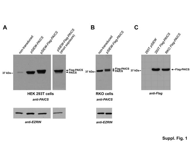 Ezrin Antibody in Western Blot (WB)