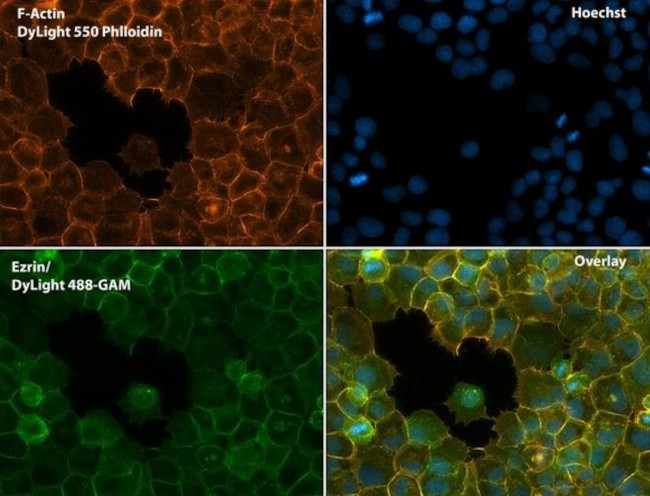 Ezrin Antibody in Immunocytochemistry (ICC/IF)