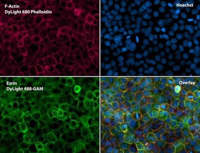 Ezrin Antibody in Immunocytochemistry (ICC/IF)