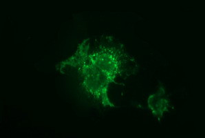 F11R Antibody in Immunocytochemistry (ICC/IF)