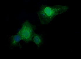 F11R Antibody in Immunocytochemistry (ICC/IF)