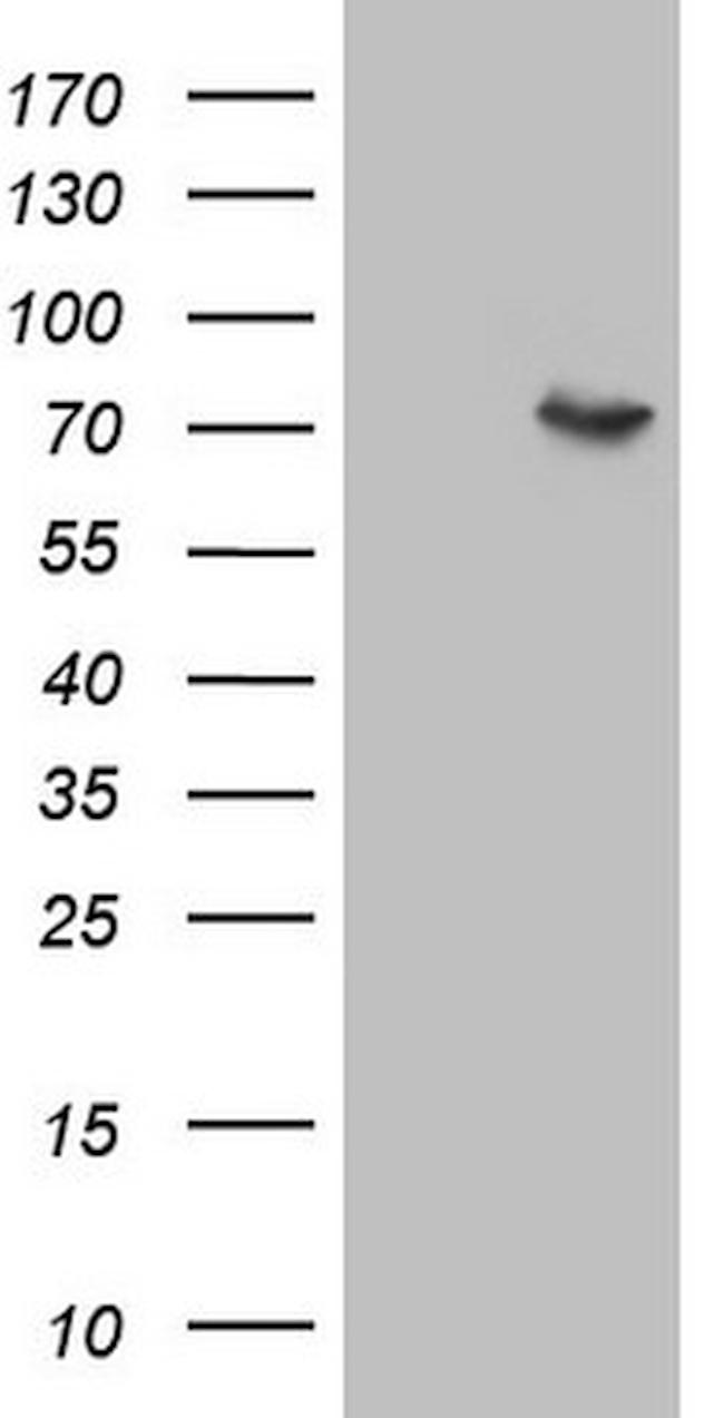 F12 Antibody in Western Blot (WB)