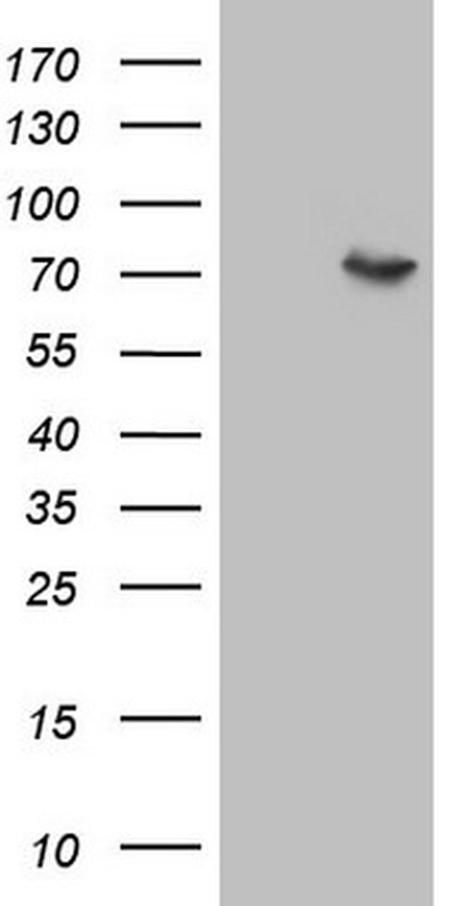 F12 Antibody in Western Blot (WB)