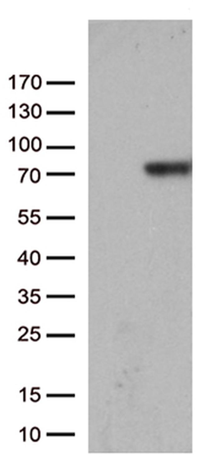 F2 Antibody in Western Blot (WB)