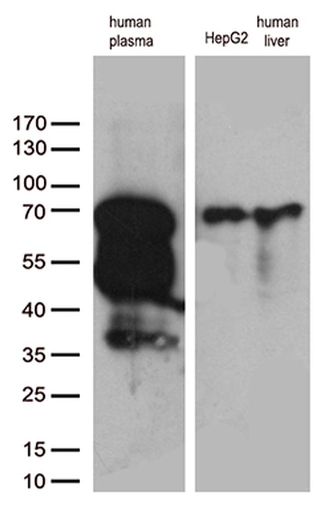 F2 Antibody in Western Blot (WB)