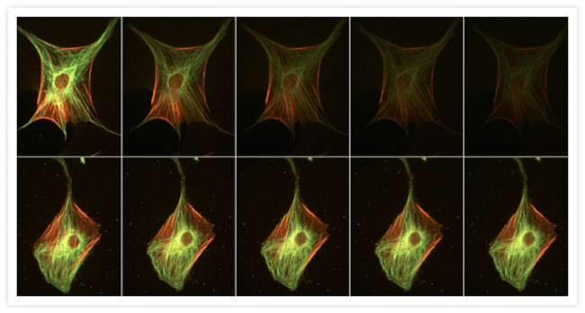 Mouse IgG (H+L) Cross-Adsorbed Secondary Antibody in Immunocytochemistry (ICC/IF)