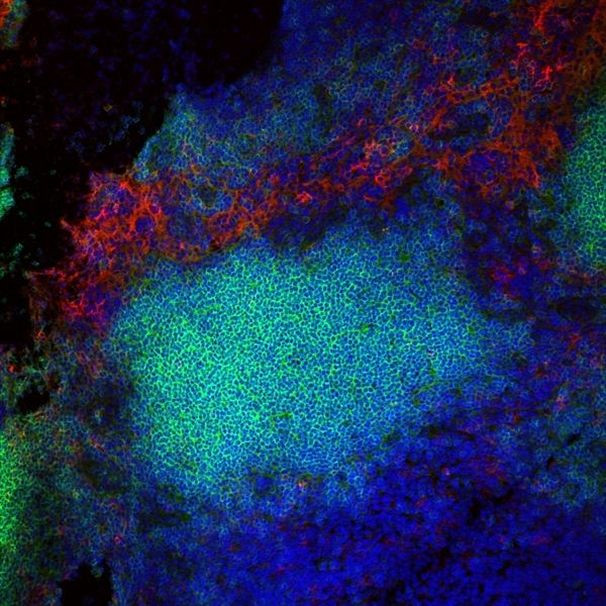 F4/80 Antibody in Immunocytochemistry (ICC/IF)