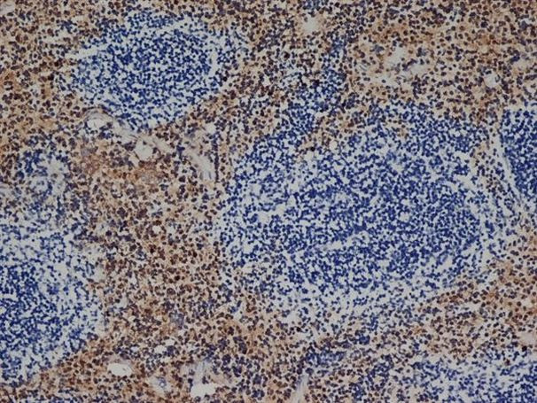 F4/80 Antibody in Immunohistochemistry (Frozen) (IHC (F))