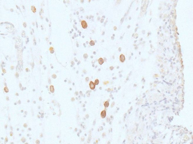 F4/80 Antibody in Immunohistochemistry (Paraffin) (IHC (P))