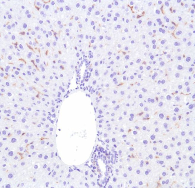 F4/80 Antibody in Immunohistochemistry (Paraffin) (IHC (P))