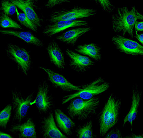 Mouse IgG (H+L) Cross-Adsorbed Secondary Antibody in Immunocytochemistry (ICC/IF)