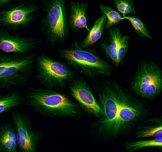 Mouse IgG (H+L) Cross-Adsorbed Secondary Antibody in Immunocytochemistry (ICC/IF)