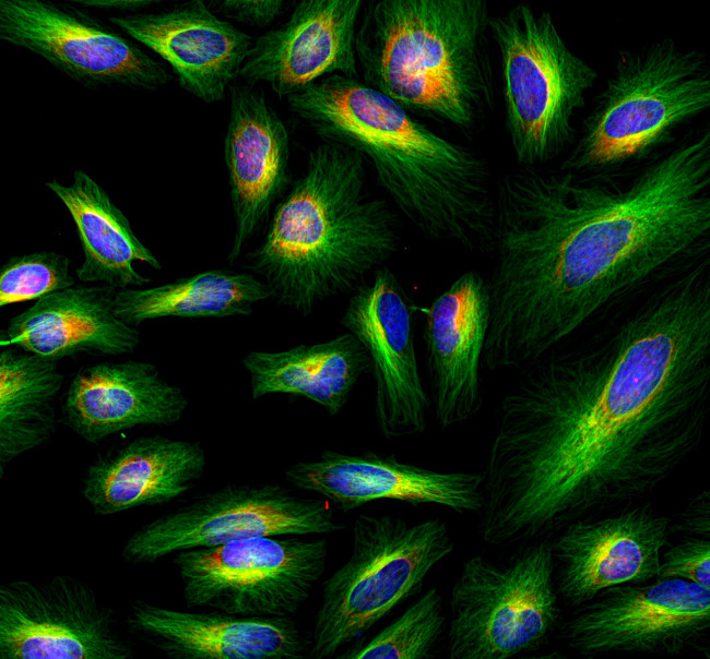 Mouse IgG (H+L) Cross-Adsorbed Secondary Antibody in Immunocytochemistry (ICC/IF)