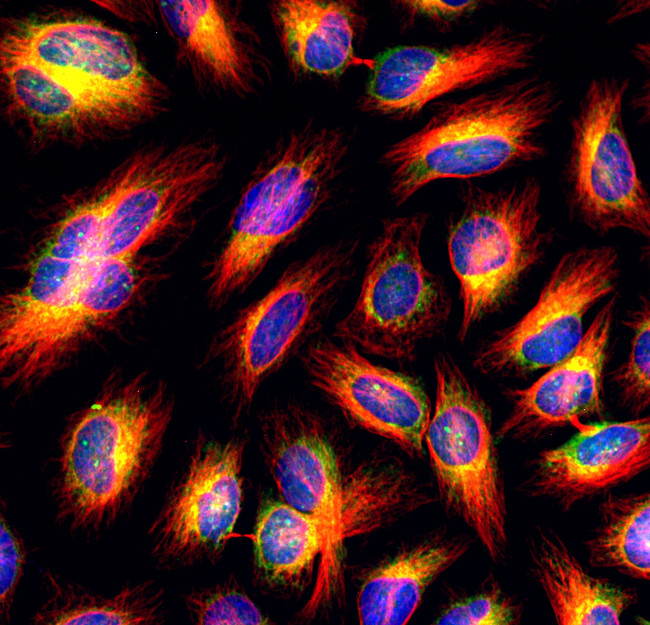 Mouse IgG (H+L) Cross-Adsorbed Secondary Antibody in Immunocytochemistry (ICC/IF)