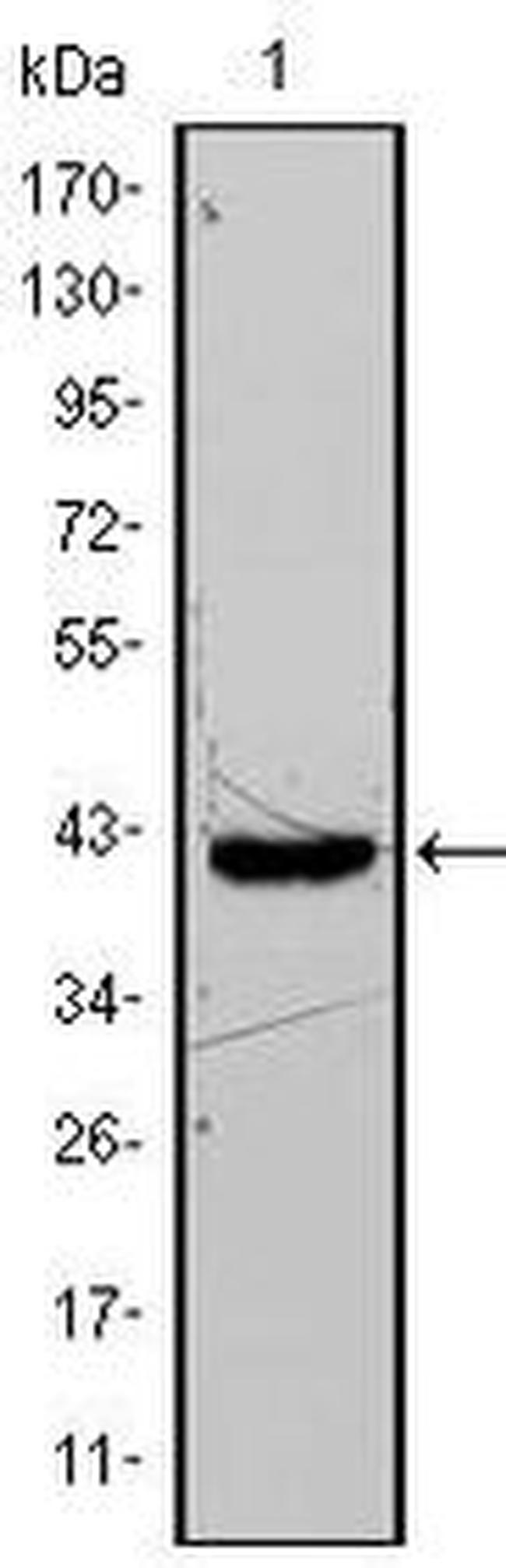 FABP4 Antibody in Western Blot (WB)