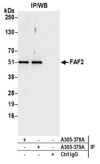 FAF2/ETEA Antibody in Immunoprecipitation (IP)