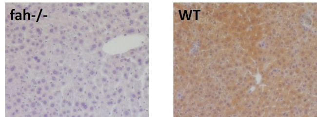 FAH Antibody in Immunohistochemistry (Paraffin) (IHC (P))