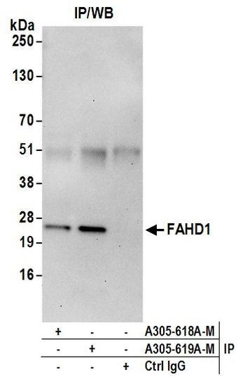 FAHD1 Antibody in Immunoprecipitation (IP)