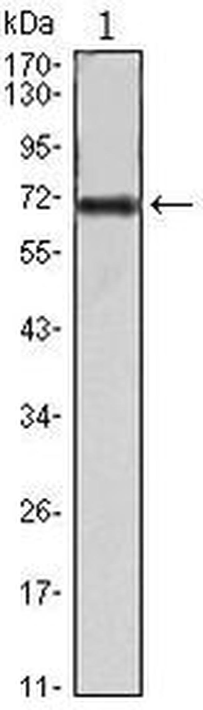 FAK Antibody in Western Blot (WB)