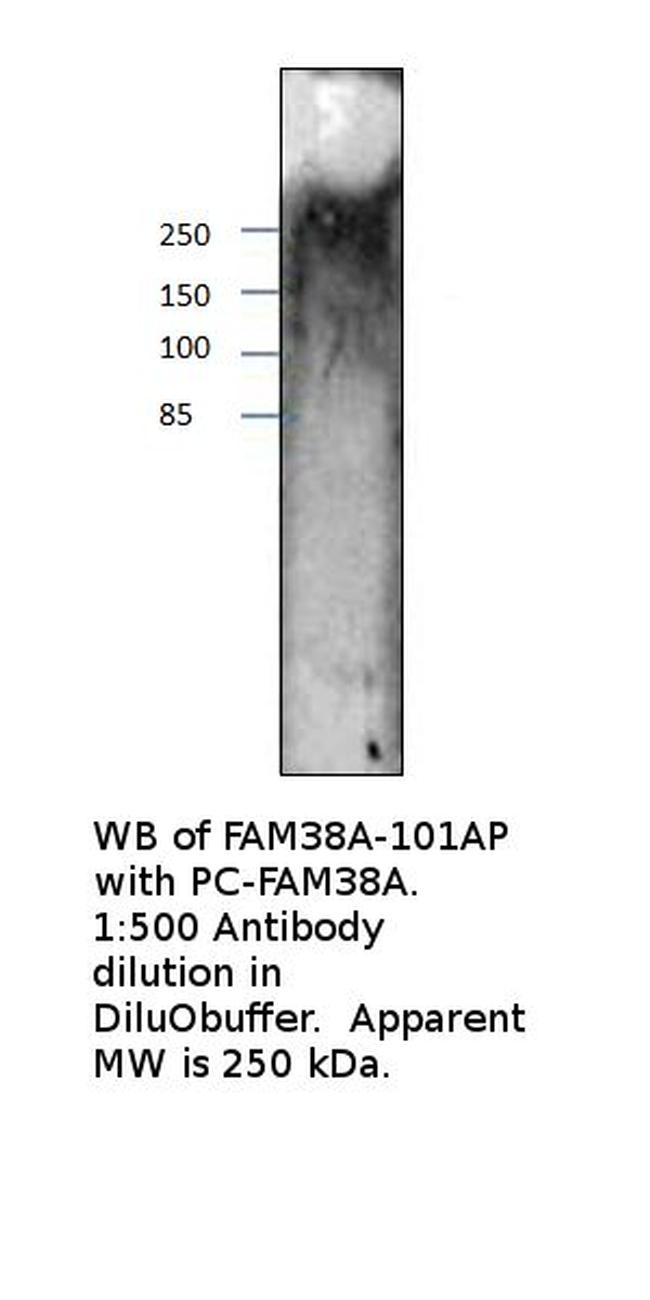 FAM38A Antibody in Western Blot (WB)