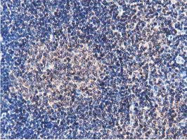 FAM40A Antibody in Immunohistochemistry (Paraffin) (IHC (P))