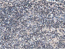 FAM40A Antibody in Immunohistochemistry (Paraffin) (IHC (P))