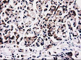 FAM40A Antibody in Immunohistochemistry (Paraffin) (IHC (P))