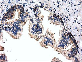 FAM40A Antibody in Immunohistochemistry (Paraffin) (IHC (P))