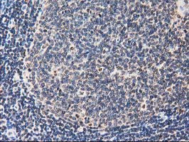 FAM40A Antibody in Immunohistochemistry (Paraffin) (IHC (P))