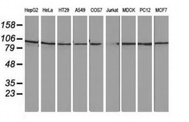 FAM40A Antibody in Western Blot (WB)