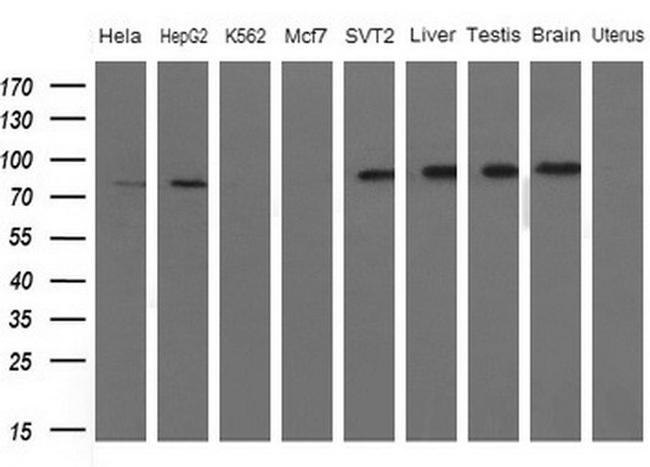 FARSB Antibody in Western Blot (WB)