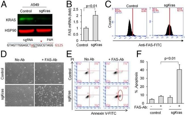 CD95 (APO-1/Fas) Antibody in Flow Cytometry (Flow)