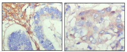 Fibulin 5 Antibody in Immunohistochemistry (Paraffin) (IHC (P))