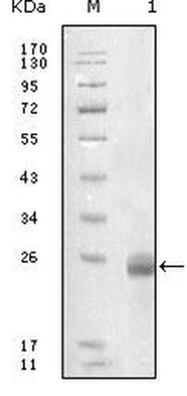 Fibulin 5 Antibody in Western Blot (WB)