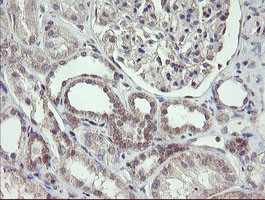 FBXO42 Antibody in Immunohistochemistry (Paraffin) (IHC (P))