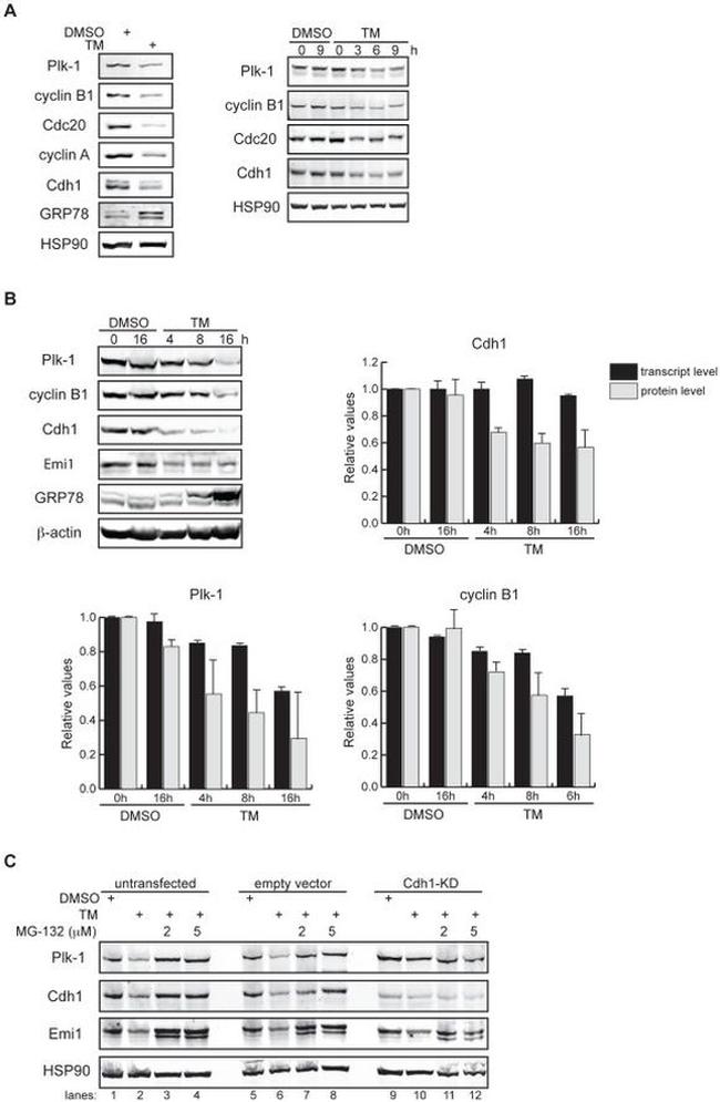 FBXO5 Antibody in Western Blot (WB)