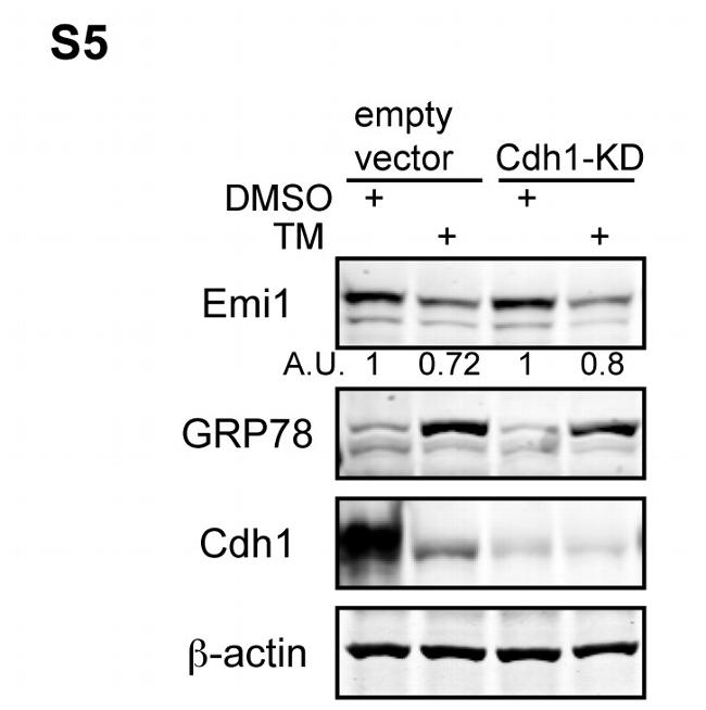 FBXO5 Antibody in Western Blot (WB)