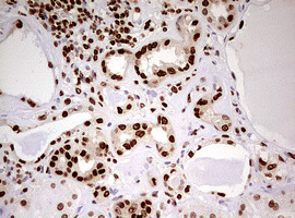 FBXW7 Antibody in Immunohistochemistry (Paraffin) (IHC (P))