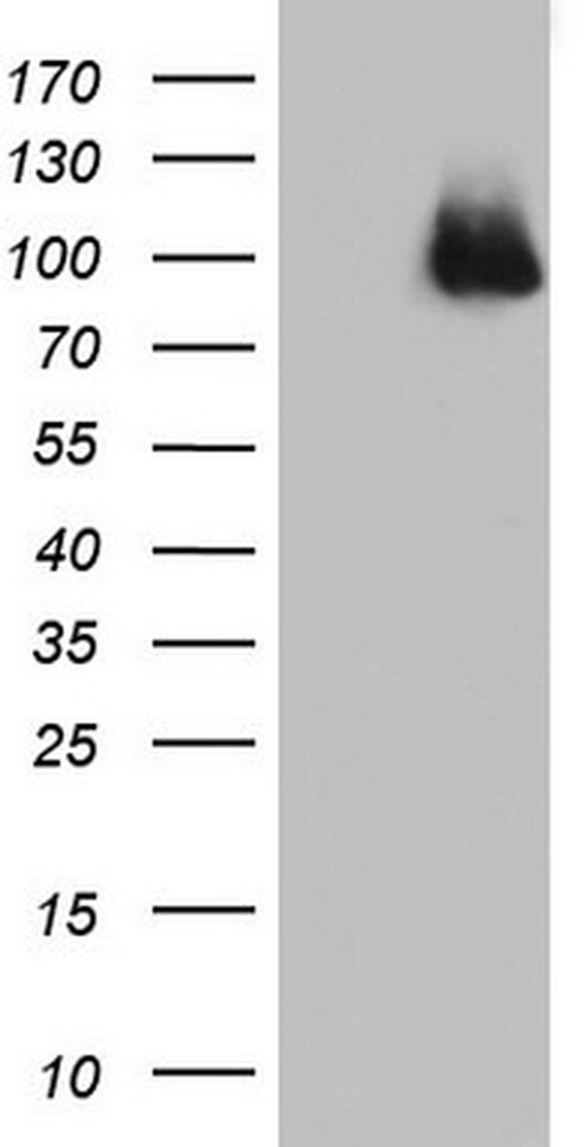 FBXW7 Antibody in Western Blot (WB)